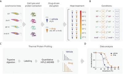 Exploring direct and indirect targets of current antileishmanial drugs using a novel thermal proteomics profiling approach
